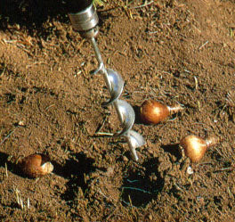 Jr. Bulb Planter